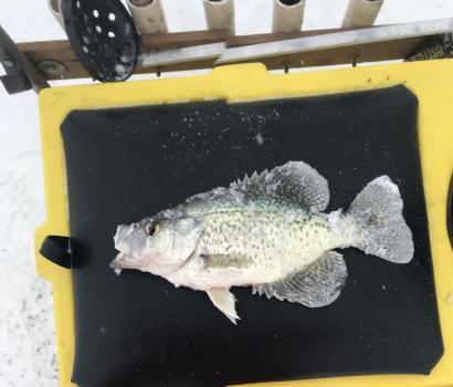 UPM Chicago Supports TLS Veterans in Northern Illinois